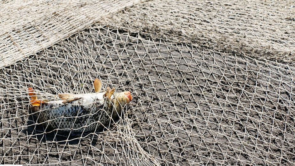 چينيك و چينيك چي