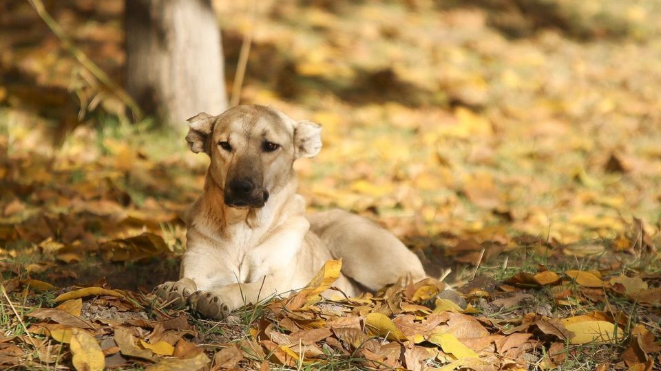 طبیعت پاییزی ارسباران