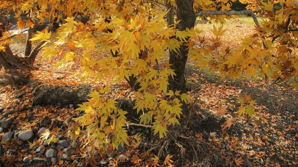 طبیعت پاییزی ارسباران