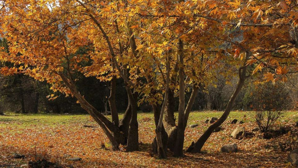 طبیعت پاییزی ارسباران