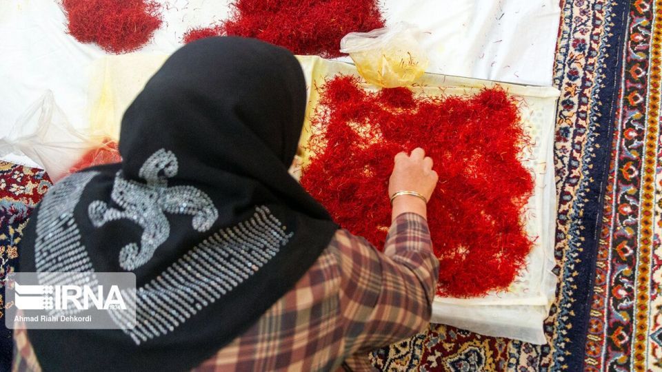 برداشت «طلای سرخ» از مزارع چهارمحال و بختیاری