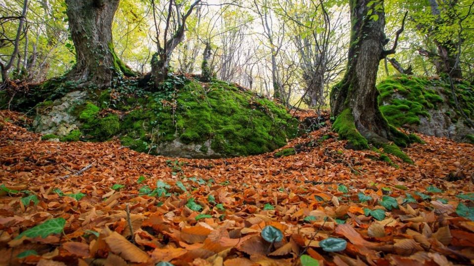 پاییز جنگل هیرکانی - گلستان