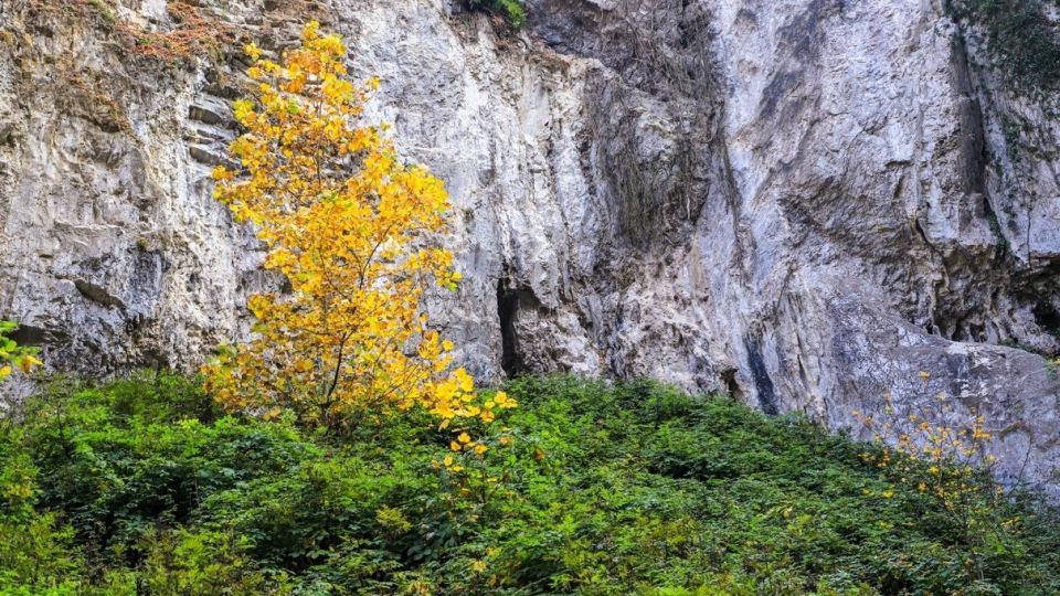 پاییز جنگل هیرکانی - گلستان