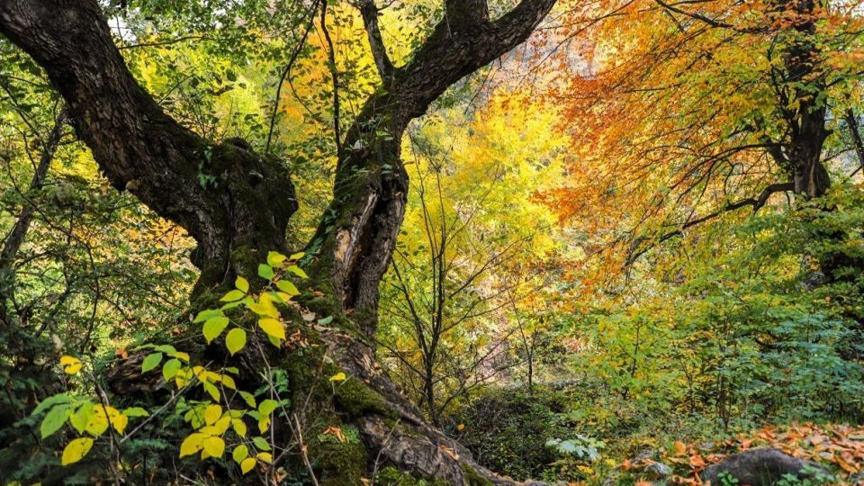 پاییز جنگل هیرکانی - گلستان