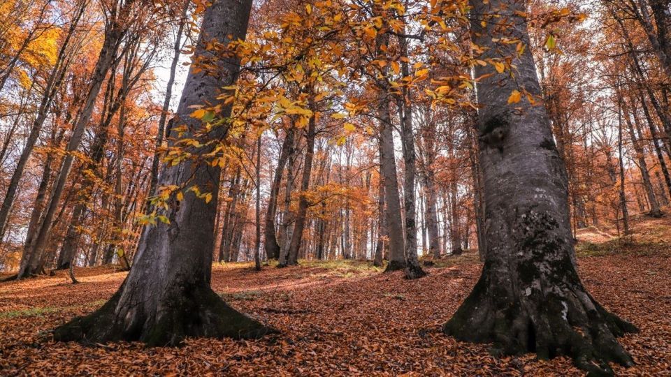 پاییز جنگل هیرکانی - گلستان