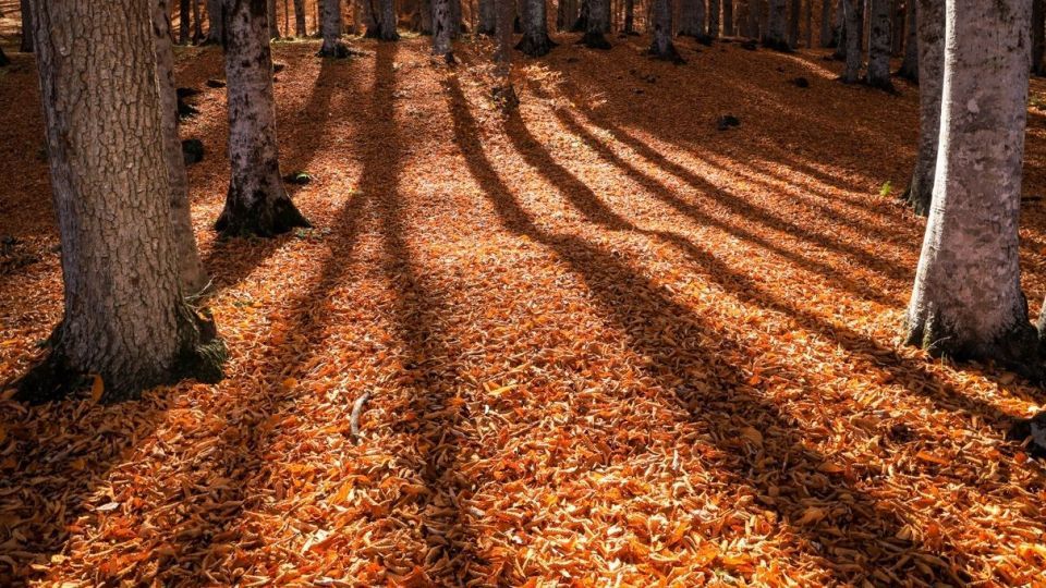 پاییز جنگل هیرکانی - گلستان