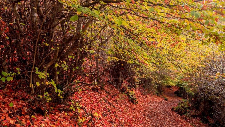 پاییز جنگل هیرکانی - گلستان