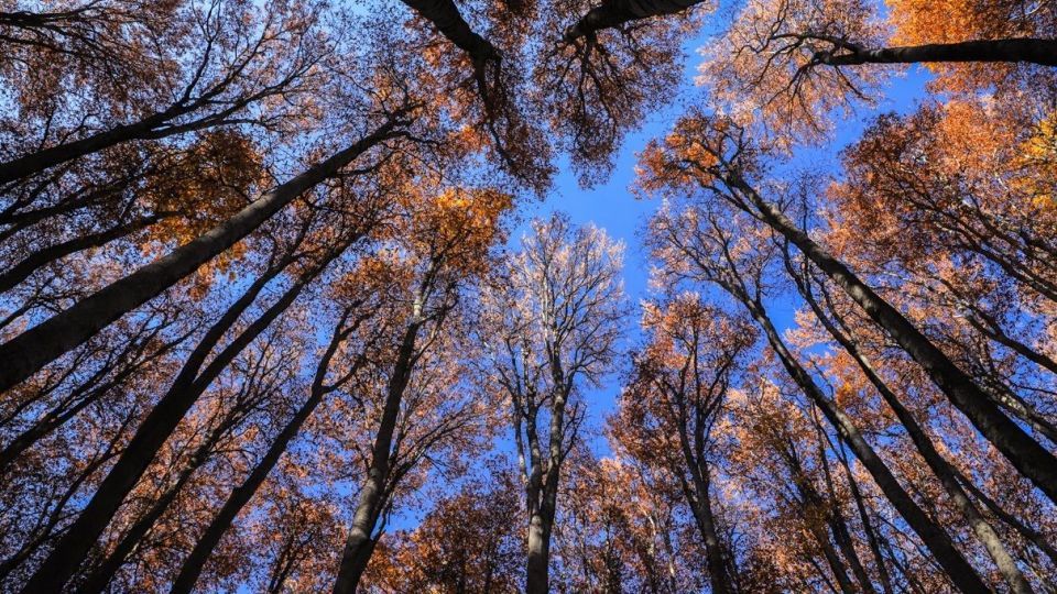 پاییز جنگل هیرکانی - گلستان