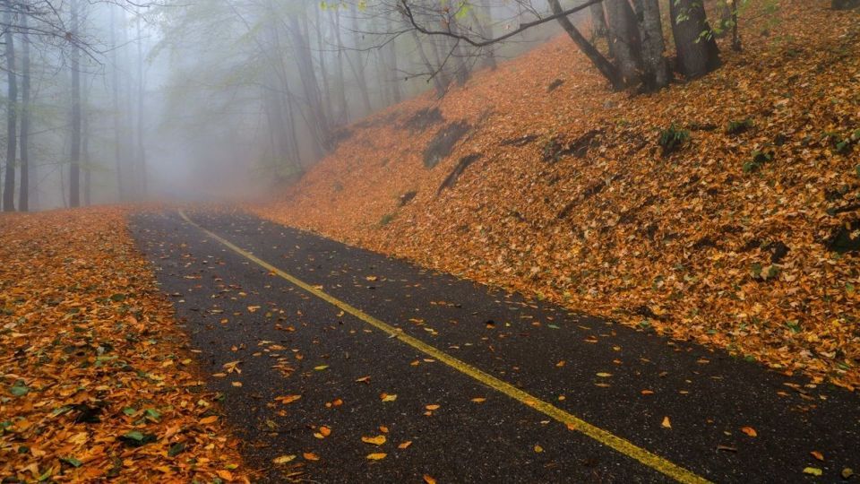 پاییز جنگل هیرکانی - گلستان