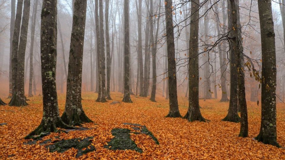 پاییز جنگل هیرکانی - گلستان