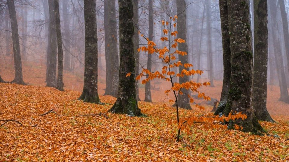 پاییز جنگل هیرکانی - گلستان