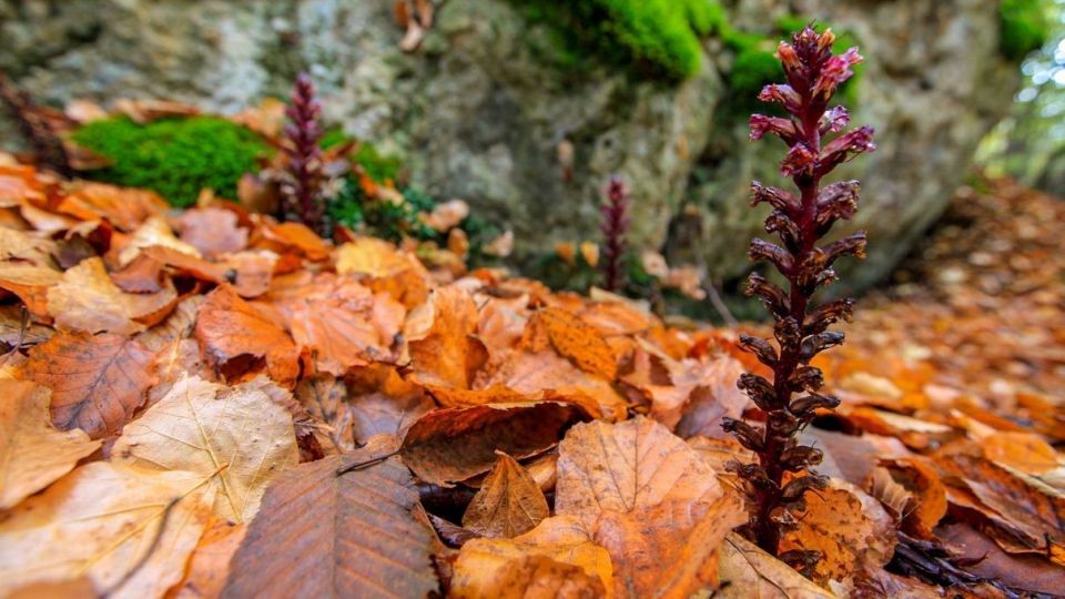پاییز جنگل هیرکانی - گلستان