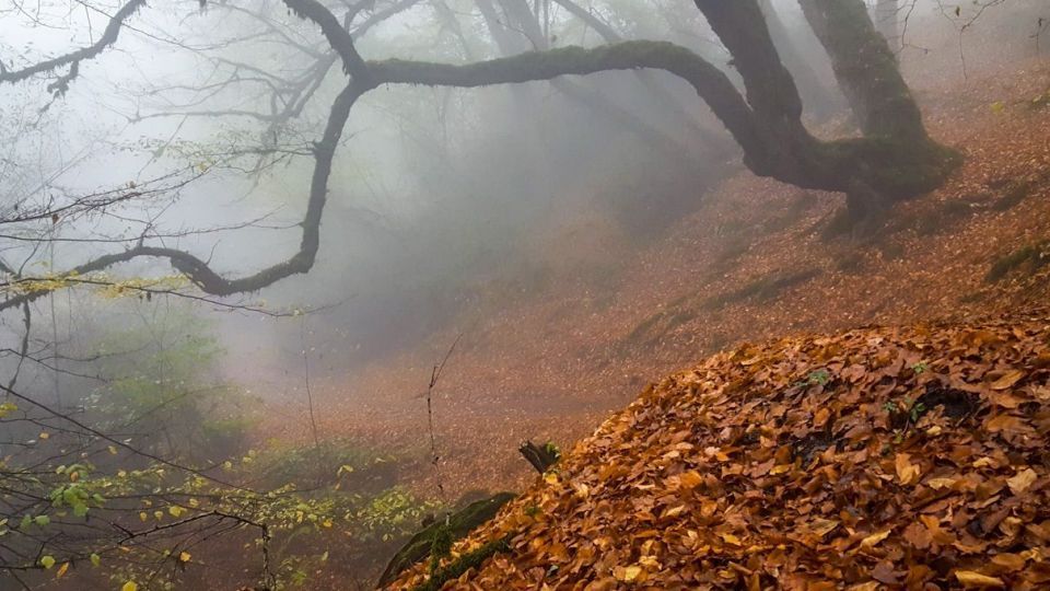 پاییز جنگل هیرکانی - گلستان