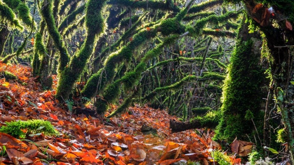 پاییز جنگل هیرکانی - گلستان