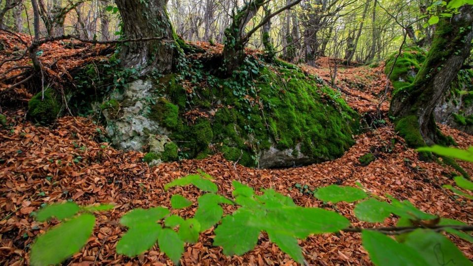 پاییز جنگل هیرکانی - گلستان