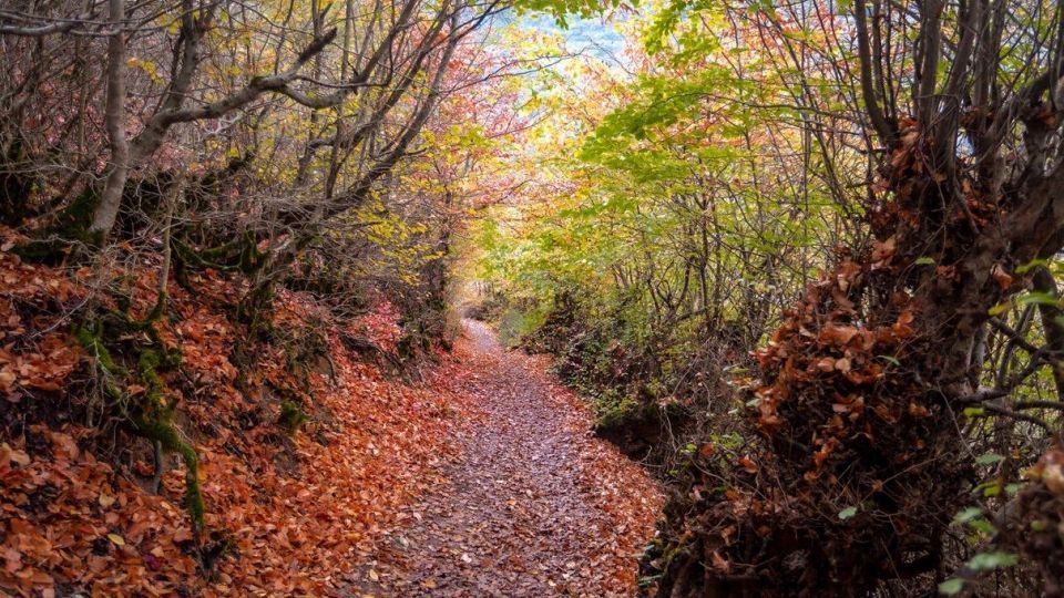 پاییز جنگل هیرکانی - گلستان