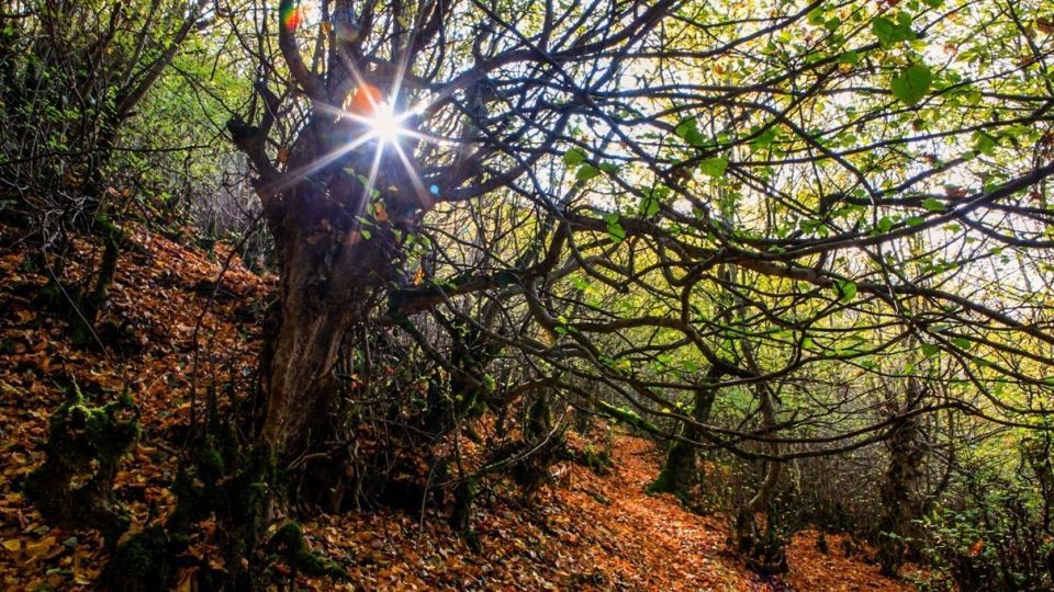 پاییز جنگل هیرکانی - گلستان