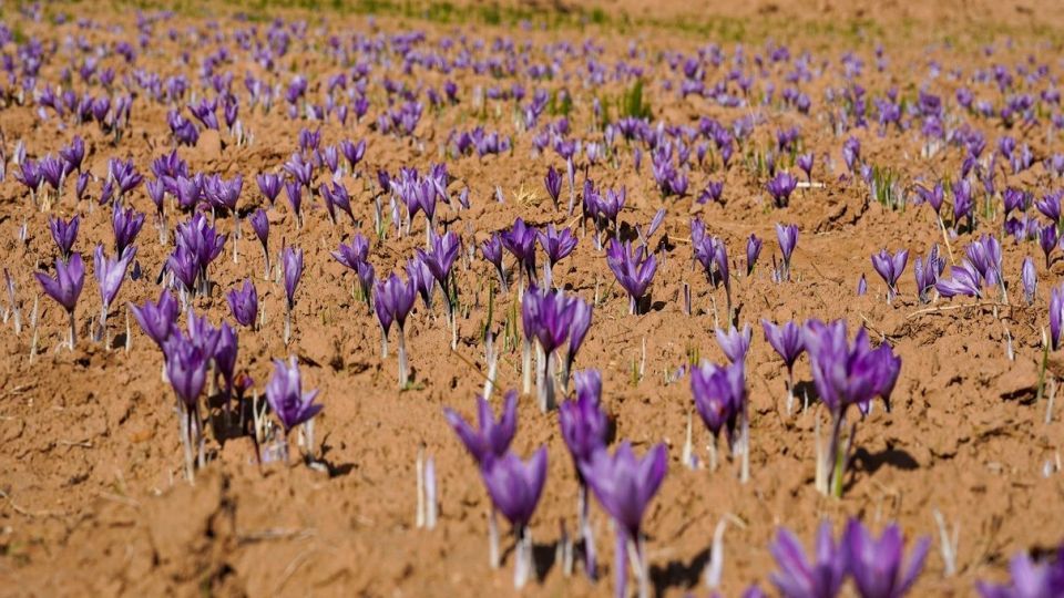 برداشت زعفران - سروستان