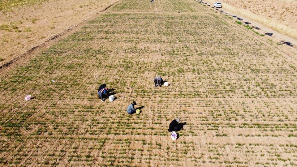 برداشت زعفران - سروستان