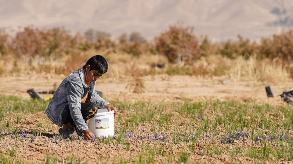 برداشت زعفران - سروستان