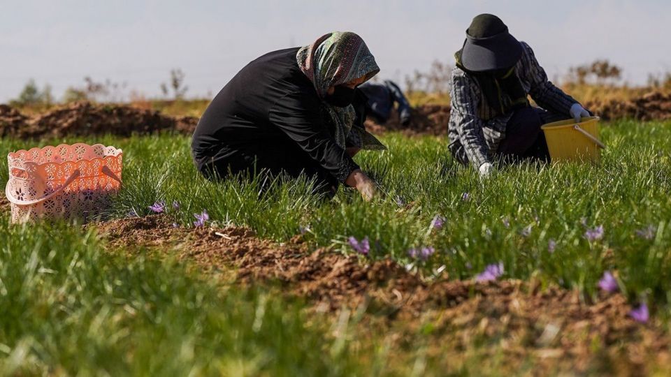 برداشت زعفران - سروستان
