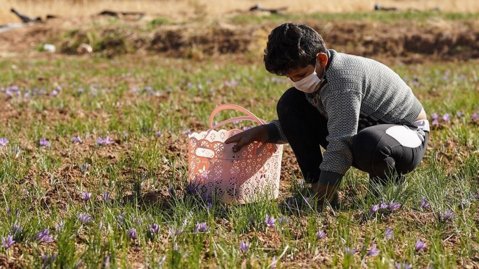 برداشت زعفران - سروستان