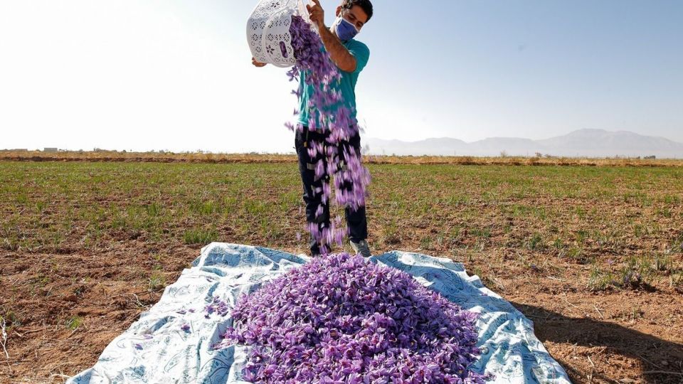 برداشت زعفران - سروستان