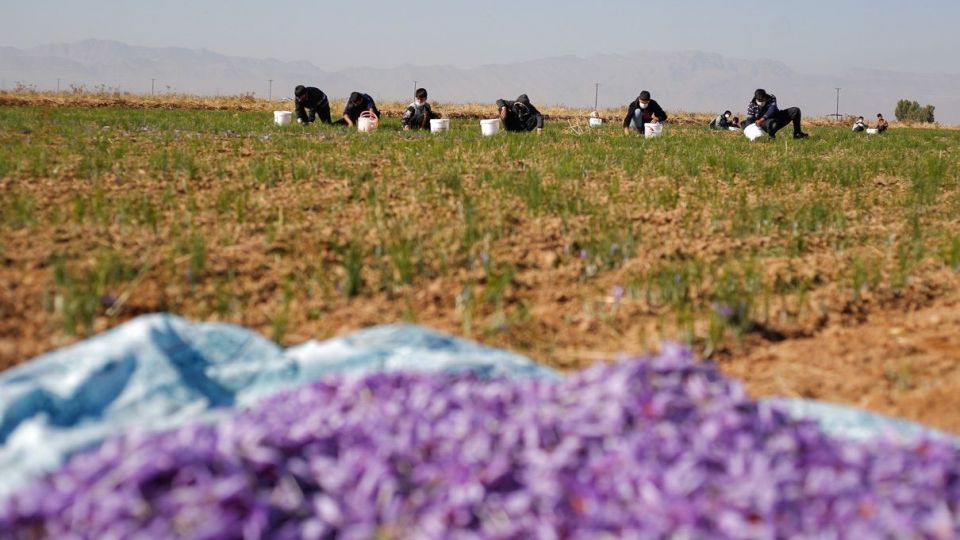 برداشت زعفران - سروستان