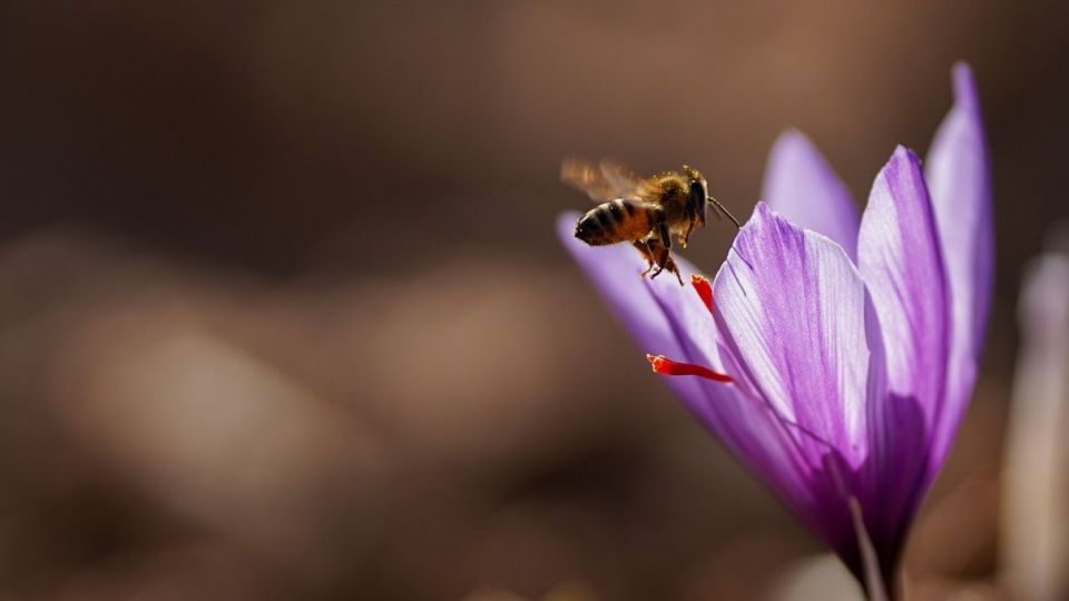 برداشت زعفران - سروستان