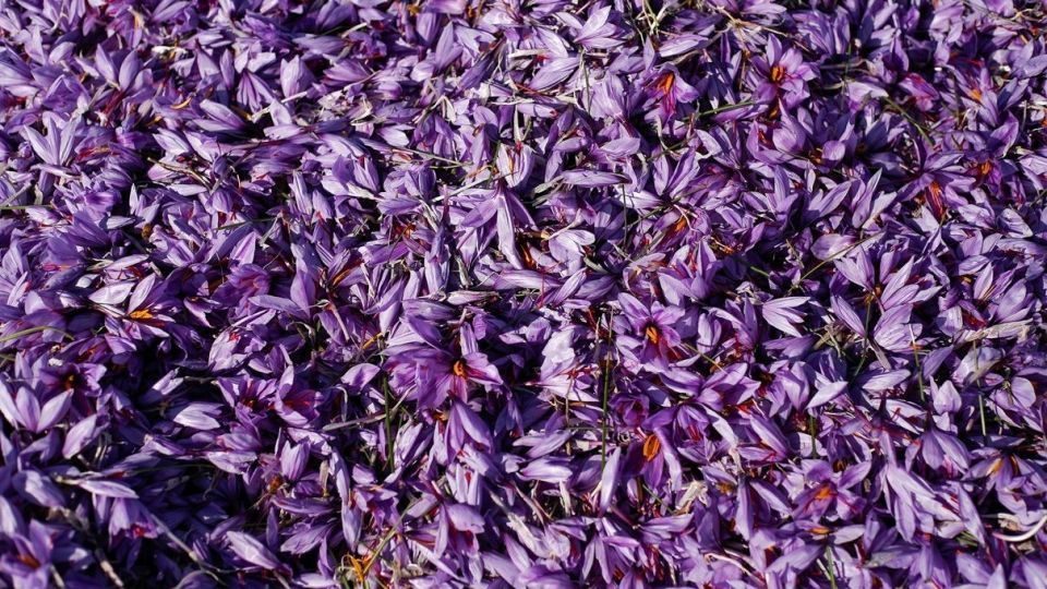 برداشت زعفران - سروستان