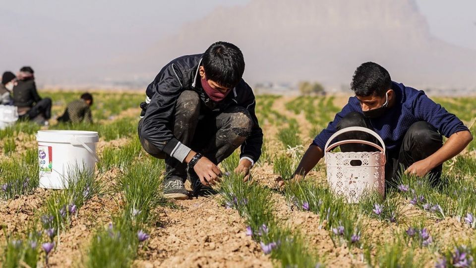 برداشت زعفران - سروستان