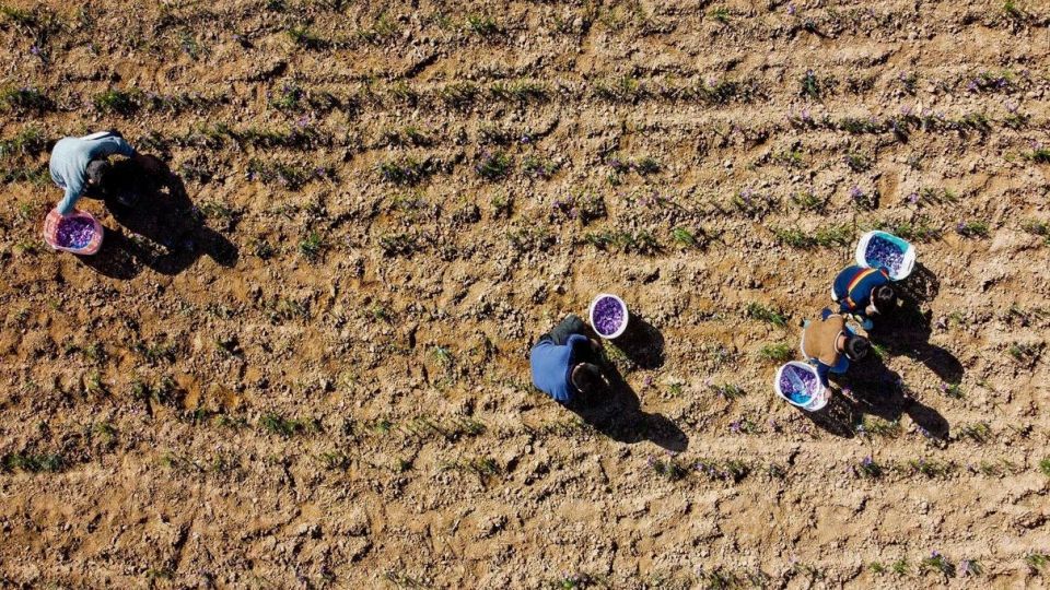 برداشت زعفران - سروستان