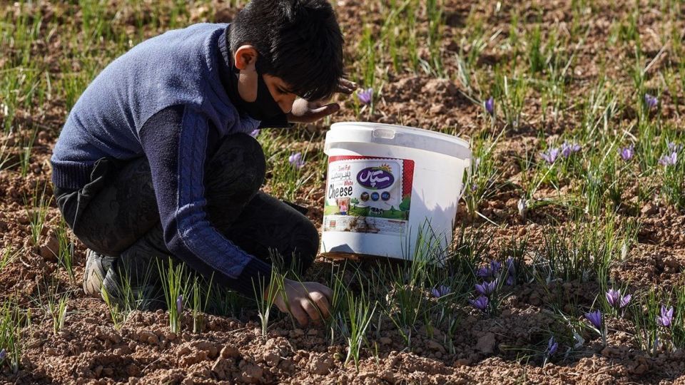 برداشت زعفران - سروستان