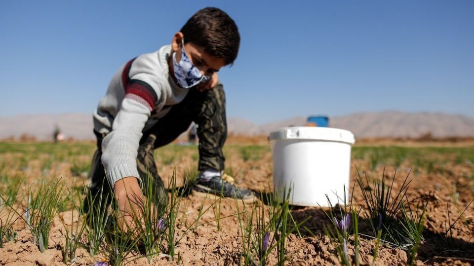 برداشت زعفران - سروستان