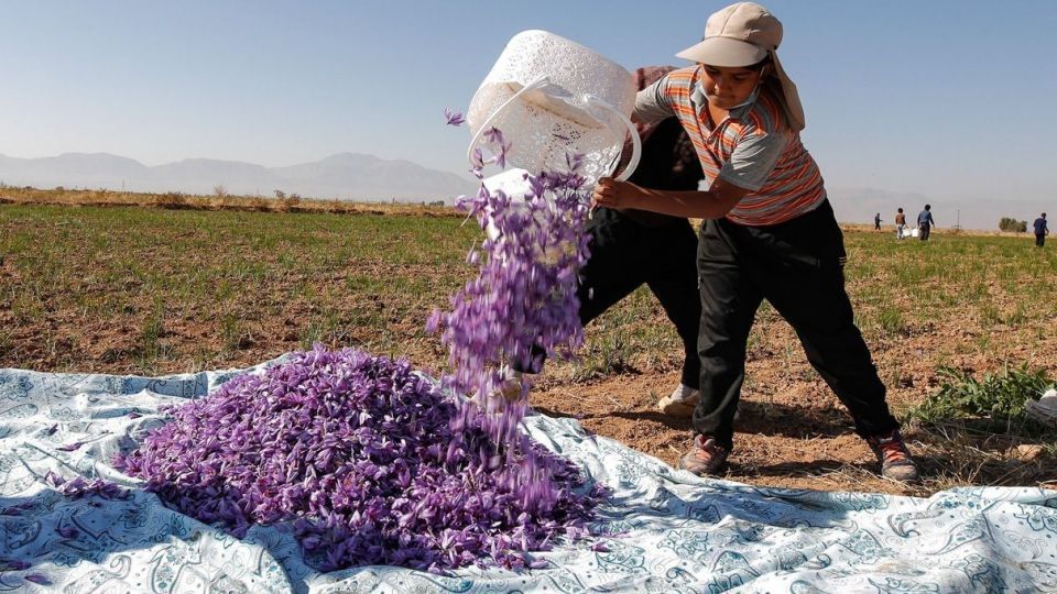 برداشت زعفران - سروستان