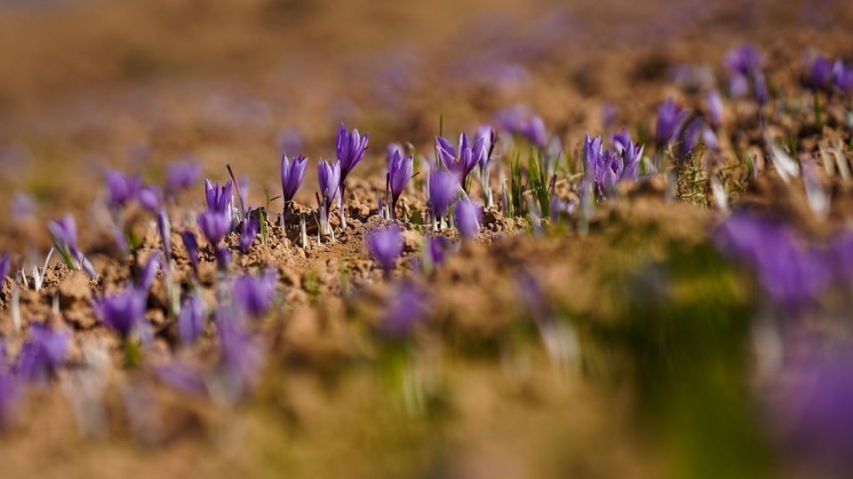 برداشت زعفران - سروستان