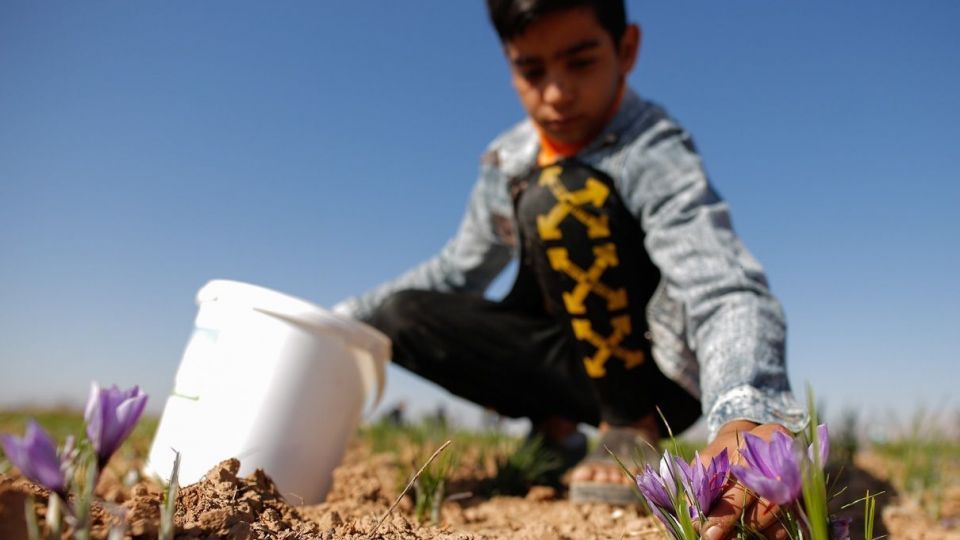 برداشت زعفران - سروستان