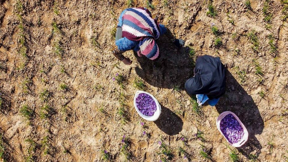 برداشت زعفران - سروستان