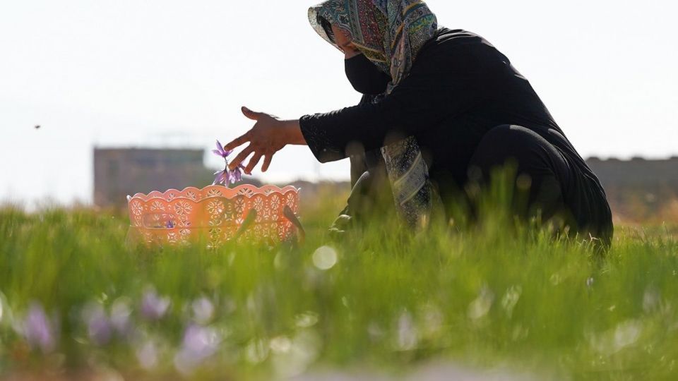 برداشت زعفران - سروستان