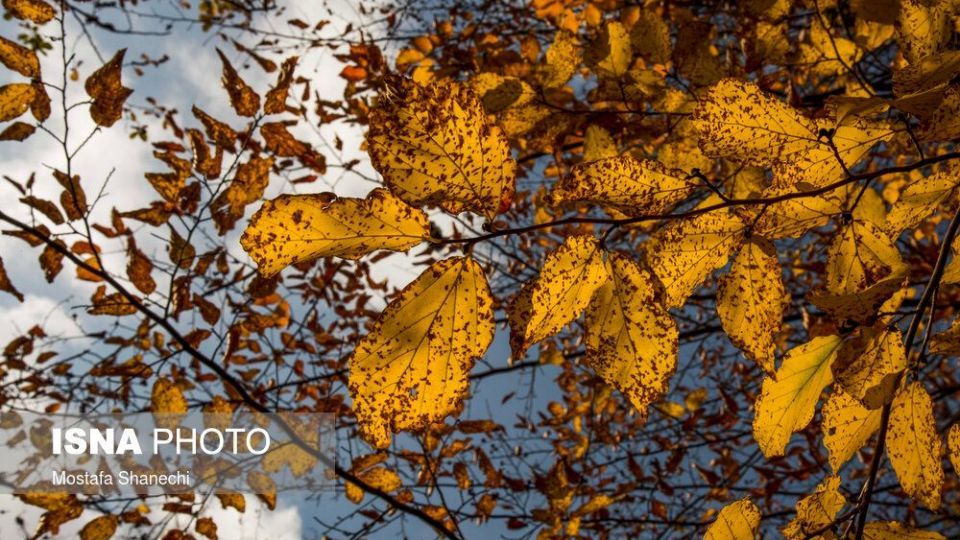 تصاویر خیره کننده پائیز طلایی در چهاردانگه ساری