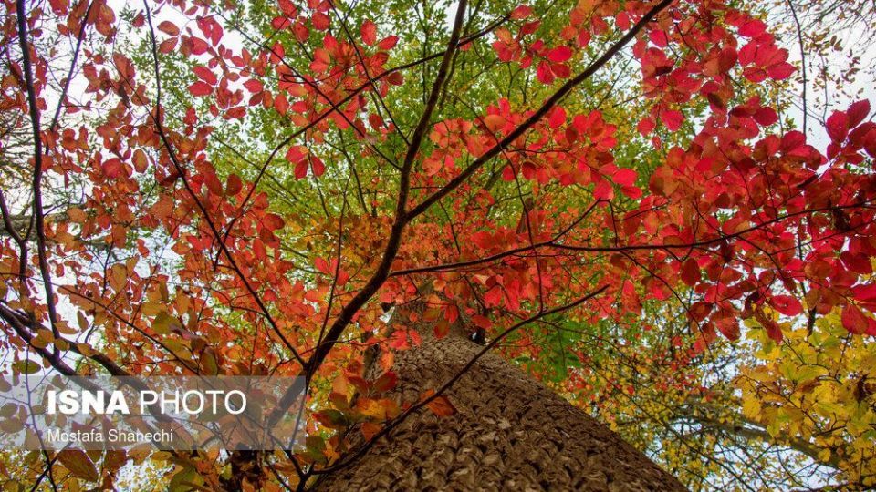 تصاویر خیره کننده پائیز طلایی در چهاردانگه ساری