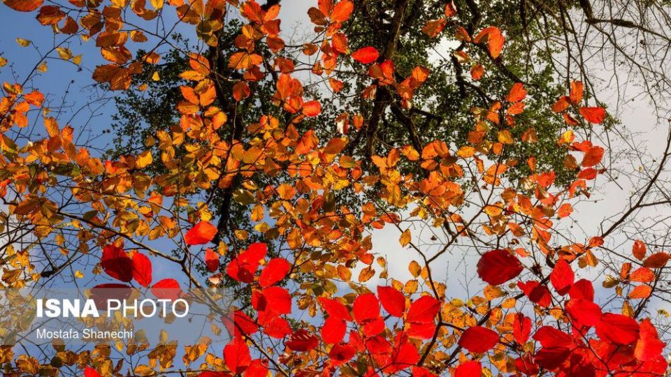 تصاویر خیره کننده پائیز طلایی در چهاردانگه ساری