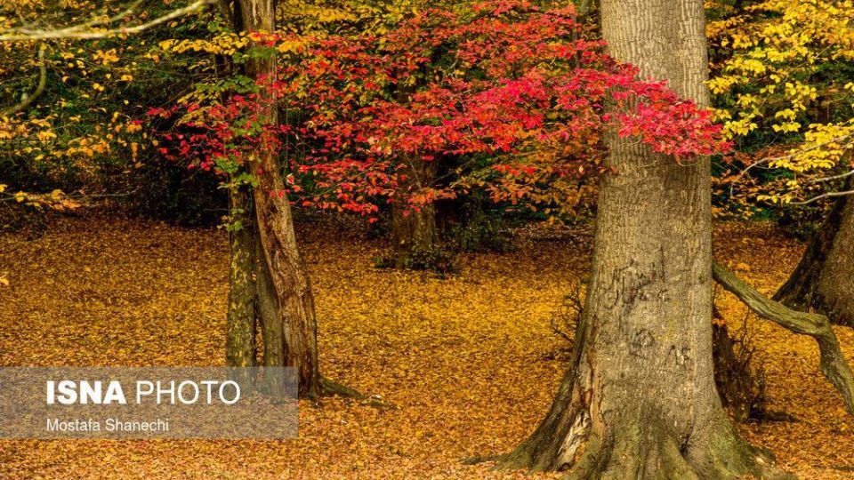 تصاویر خیره کننده پائیز طلایی در چهاردانگه ساری