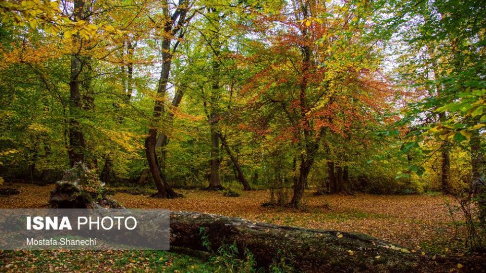 تصاویر خیره کننده پائیز طلایی در چهاردانگه ساری