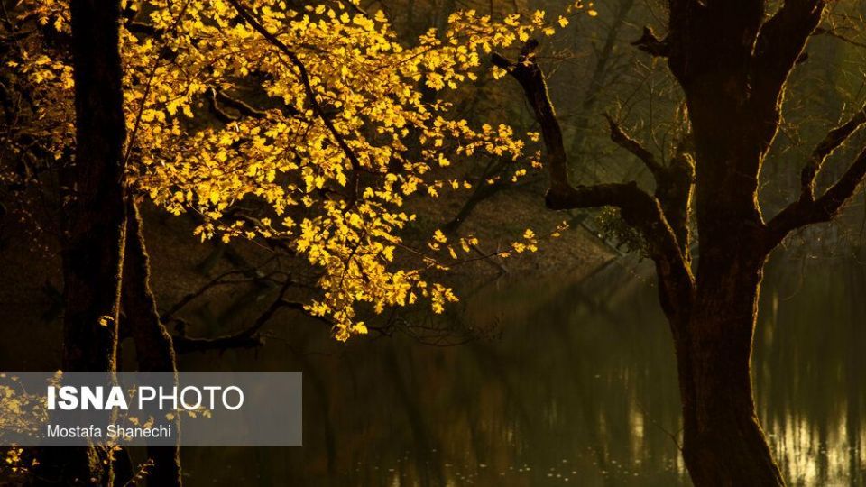 تصاویر خیره کننده پائیز طلایی در چهاردانگه ساری