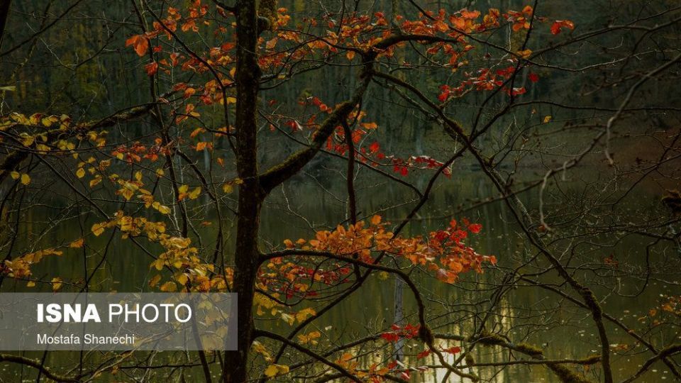 تصاویر خیره کننده پائیز طلایی در چهاردانگه ساری