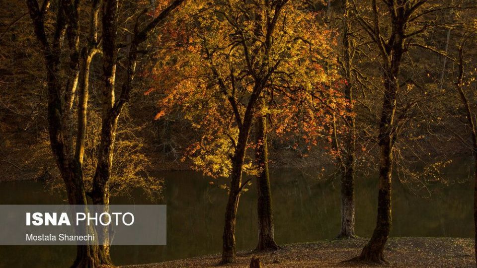 تصاویر خیره کننده پائیز طلایی در چهاردانگه ساری