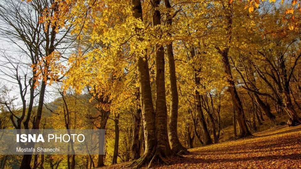 تصاویر خیره کننده پائیز طلایی در چهاردانگه ساری