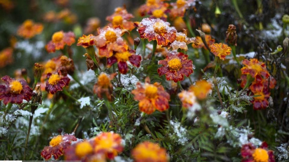 بارش برف پاییزی در شمال تهران