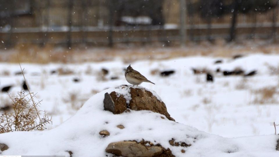 طبیعت سفیدپوش در روز زیبای برفی 